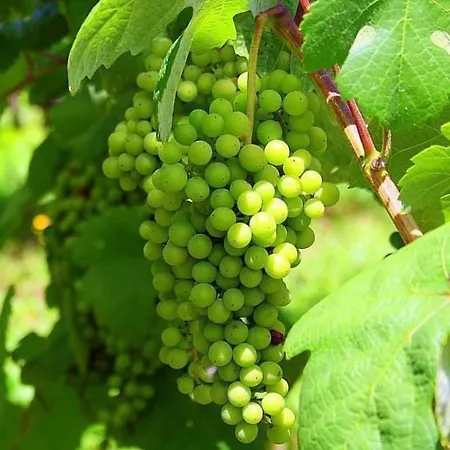 Σπίτι διακοπών Laendliche Casa Da Rocha By Interhome *