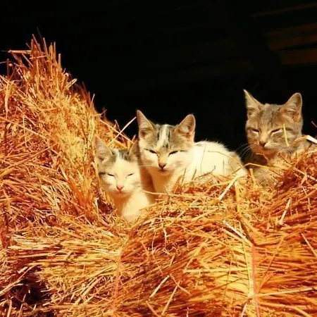 Laendliche Casa Da Rocha By Interhome *