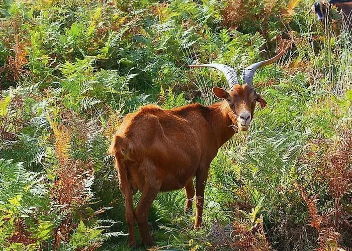 Laendliche Casa Da Rocha By Interhome