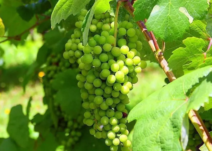 Σπίτι διακοπών Laendliche Casa Da Rocha By Interhome *