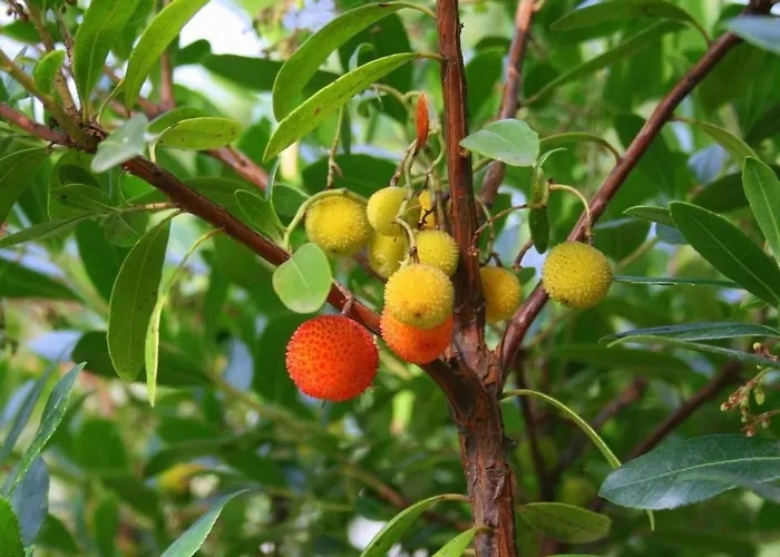 Σπίτι διακοπών Laendliche Casa Da Rocha By Interhome *